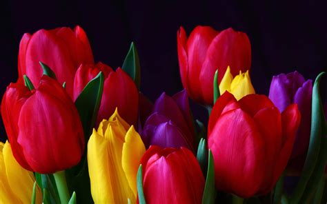 High Resolution Tulips Desktop Wallpaper Tulips Flower