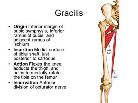 Lateroposterior surface of sacrum and coccyx, gluteal surface of ilium (behind posterior gluteal line), thoracolumbar fascia, sacrotuberous ligament insertion: gracilis origin and insertion - Google Search | Muscle anatomy, Anatomy, Anatomy and physiology