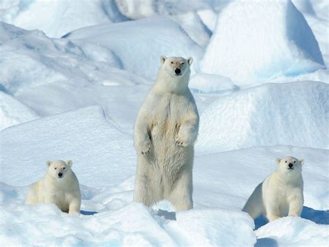 A Polar Bear And Her Two Cubs Stand On A Pack Of Ice On The Northeast