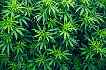 Marijuana Cannabis Weed Desktop Wallpapers Della Backgrounds