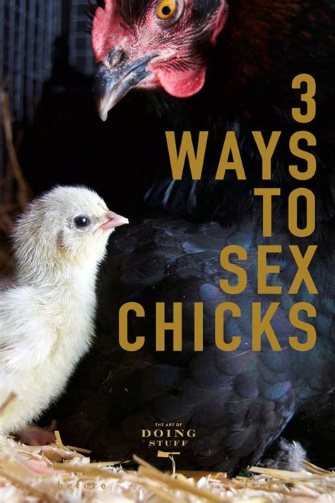 How To Sex A Chicken The Art Of Doing Stuff
