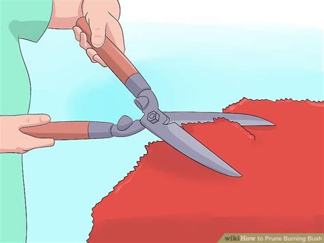 Once established, it can form a dense stand i have several burning bushes and i prune them whenever i think of it, any time i have my pruners in my hands maybe pruning something else. 3 Ways to Prune Burning Bush - wikiHow