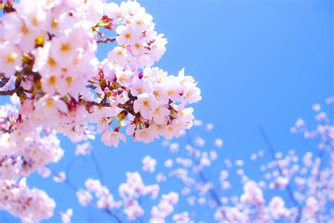 さくら開花 桜の開花宣言の基準となる標本木をご存知ですか？ お庭の専門店ニワナショナル（東京・埼玉）