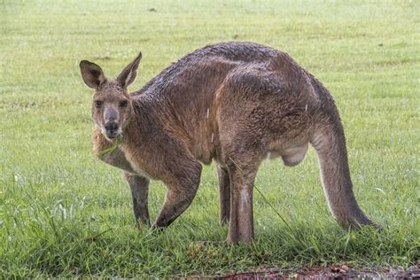 Internet Goes Wild Over Jacked Kangaroo Fitness Enthusiasts Re Imagine Their Workouts