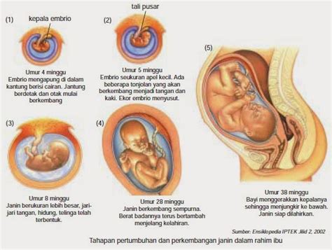 Beginilah Proses Pertumbuhan Janin Dalam Rahim Dan Saat Ditiupkan Ruh