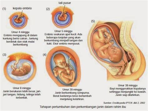Embrio adalah organisme multiseluler dari ontogeni mengacu pada tahap sangat awal dari perkembangan individu. Sebutkan Proses Perkembangbiakan Manusia dalam Rahim ...