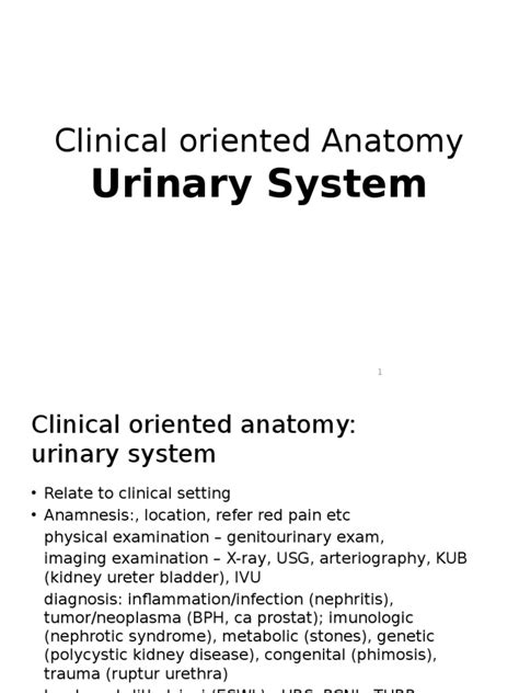 Clinical Oriented Anatomy Of Urinary System Pdf Urination Kidney