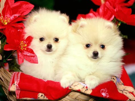 Cute Christmas Puppies Awesome Wallpapers