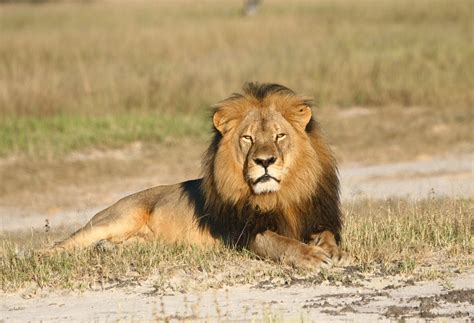 2 Subspecies Of Lion Will Be Added To The Endangered Species List