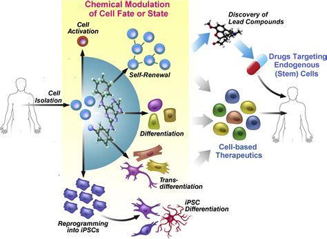 Chemical Approaches To Stem Cell Biology And Therapeutics Cell Stem Cell