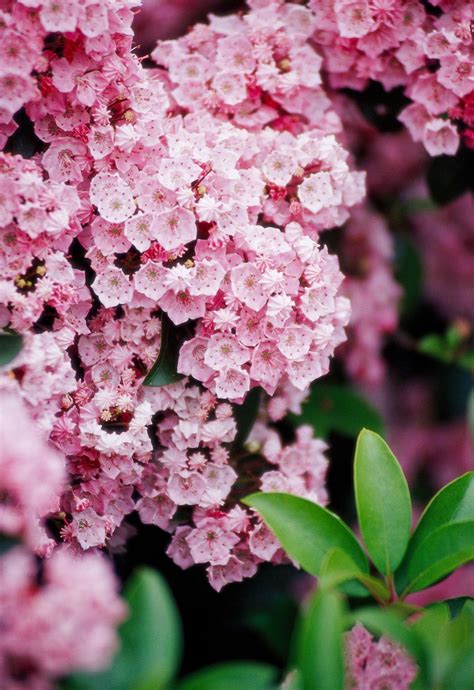 In spring, the plant produces drooping clusters of small deep pink to red flowers beautiful, translucent foliage and delicate flowers make these shrubs prized garden specimens. 18 Beautiful Spring-Flowering Shrubs That Will Bloom Year ...