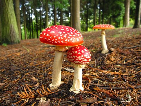 Photography Amanita Muscaria Wallpapers Art For Your Wallpaper