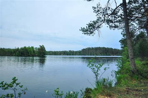Forest Lake With Pine Trees On The Sandy Shore Stock Photo Image Of