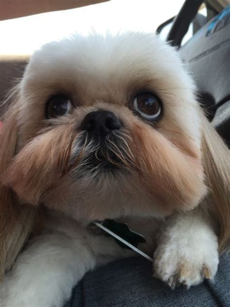 8 Problems Only Shih Tzu Owners Will Understand The Paws In 2020