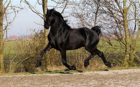 The varied interests of the horse make them quick learners and well equipped to be successful in a variety of careers. Russian 'Oligarch' Wins Most Beautiful Horse Contest