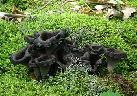 Ramassage champignon haut vallespir