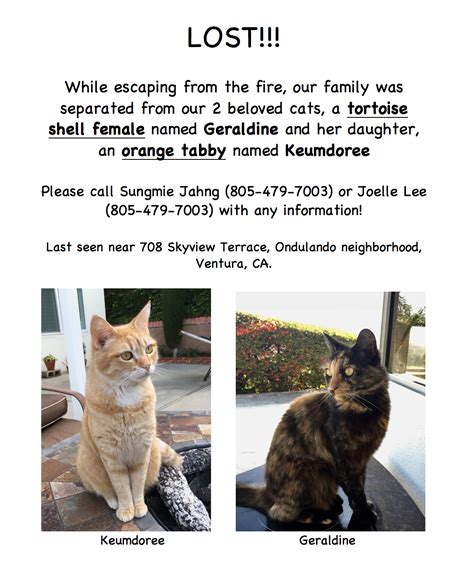Lost Cat Unknown In Ventura Ca Lost My Kitty