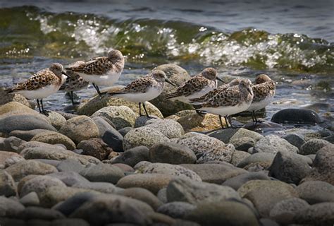 Sandpipers At The Shoreline Stock Photo Download Image Now Animal