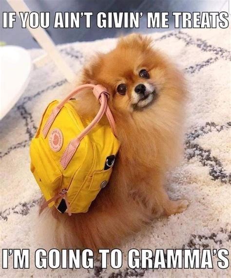 14 Funny Pomeranian Memes That Will Make You Cry Laughing Petpress