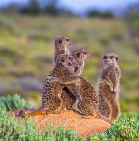 Meerkats During Sunrise Near Oudtshoorn South Africa Jens Assmann