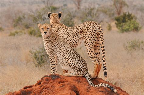 Geparden Im Tsavo Ost Nationalpark Kenia Foto And Bild Tiere Wildlife Säugetiere Bilder Auf