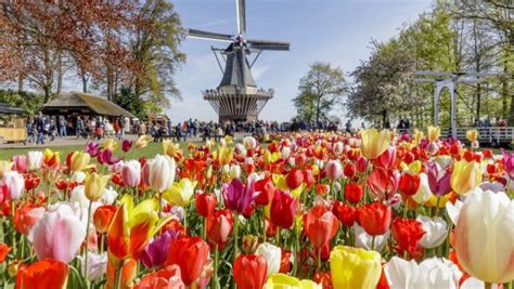 Keukenhof Gardens In Holland Opening Hours Prices And Tips