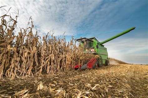 Harvesting Of Corn Field With Combine Stock Image Image Of Industry