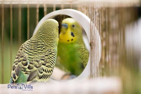 What Do Budgies Like In Their Cage 6 Must Have Items