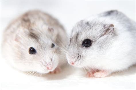 Two Hamsters Stock Photo Image Of Rodent Chinese Gray 31800824