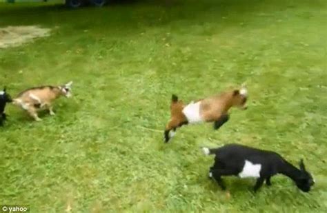 Other sources say that you can keep up to 12 goats per acre. Just kidding around! Delightful video captures Buttermilk ...