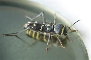 Bee Like Insect Beetle Xylotrechus Undulatus Bugguidenet