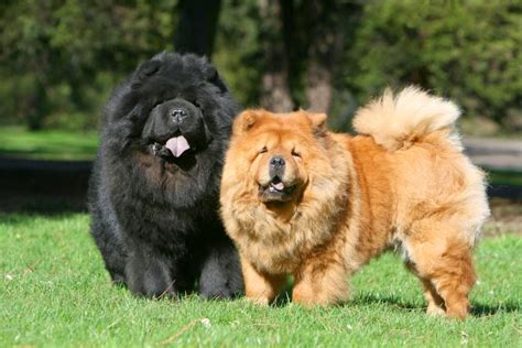 chow chow luv  dogs