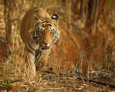 wild tiger numbers Archives | WildCats Conservation Alliance