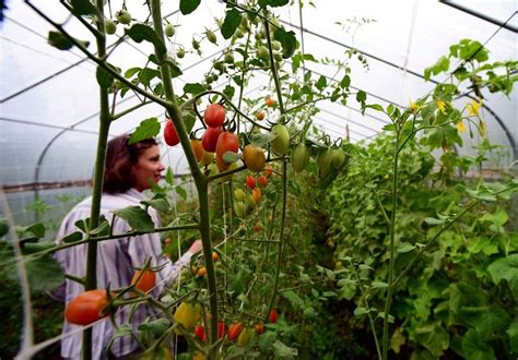 How To Grow Cherry Tomatoes Greenhouse Tomatoes Greenhouse How To