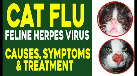 Cat Flu Feline Herpes Virus Infectionfeline Viral Rhinotracheitis