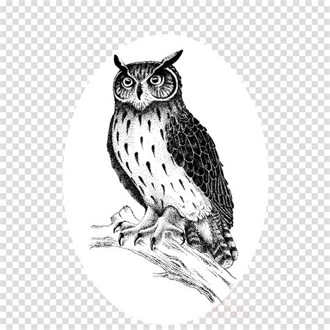 Great Horned Owl Clipart 10 Free Cliparts Download Images On