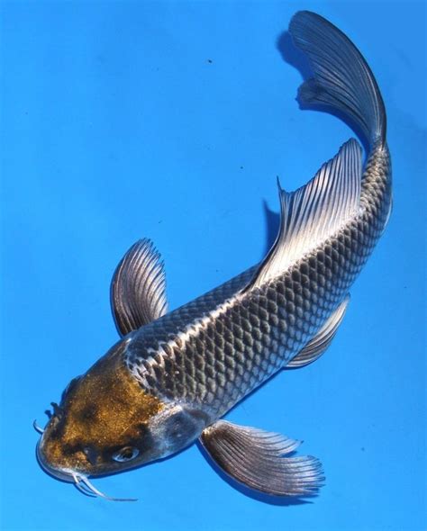 To know the best type of koi, we need to know each koi fish with advantages and disadvantages of each. 417 best images about Koi Fish on Pinterest | 14, Zippers ...
