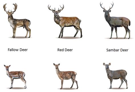 Deer Hunting In Australia Au Deer Species Sambar Deer