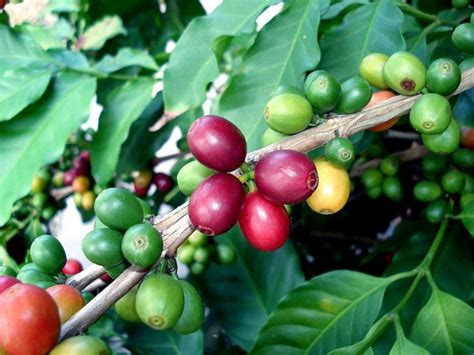 Arabica Coffee Bean Plant 4 Pot Grow And Brew Your Own Coffee Beans
