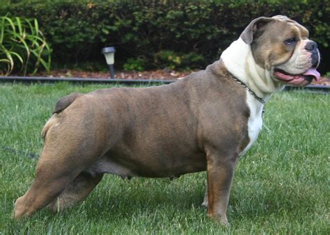 Old english bulldog, ancient extinct working dog breed. Olde English Bulldogge - Dog Breed Standards