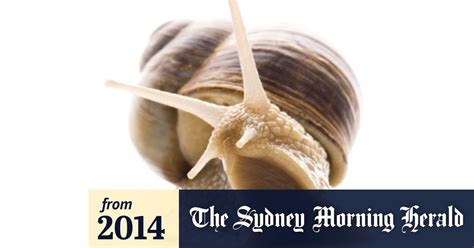 Snail Trail Tells Tale Of Where They Hide On Arid Aussie Days
