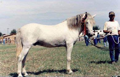 peneia pony information history images pictures