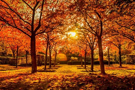Red Trees In Autumn In A Park Stock Photo Image Of Germany