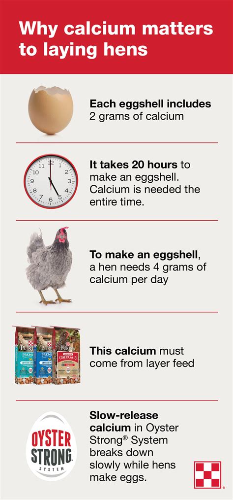 the most important nutrient to laying hens calcium it takes 4 grams of calcium and 20 hours
