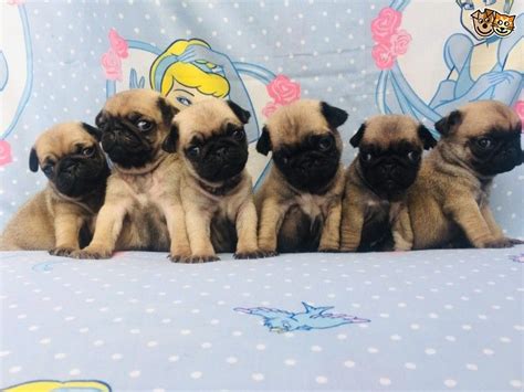 Look at pictures of pug puppies in new jersey who need a home. Pug Puppies For Sale | Newark, NJ #291338 | Petzlover