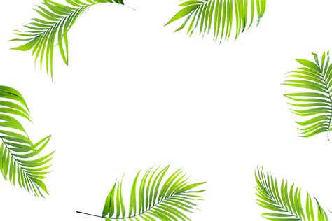 Details 200 Palm Leaves Background Abzlocalmx