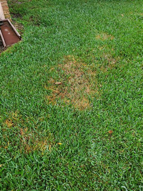 What Are These Brown Spots In My Lawn Winter Lawn Winter Lawn Care
