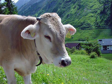 Austrian Cow Free Stock Photo Public Domain Pictures