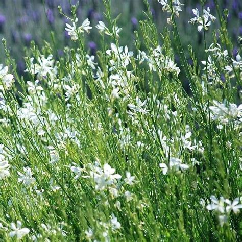 Gaura Lindheimeri ‘so White Kiefer Nursery Trees Shrubs Perennials