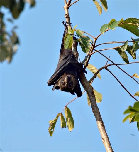 Spectacled Flying Fox At The Lakeside Colony Atherton Tablelands Eatlas